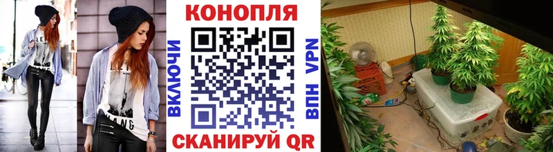 Купить закладки  Касимов  Бошки Шишки VHQ 